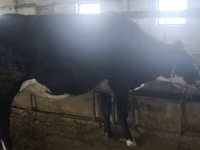 Cow, Holstein breed — photo 3