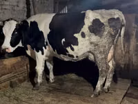 Vaca, Russian Black pied cattle — foto 2