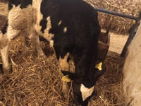 Toro, Russian Black pied cattle — foto 4
