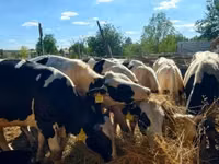 सांड, Russian Black pied cattle — फ़ोटो 1