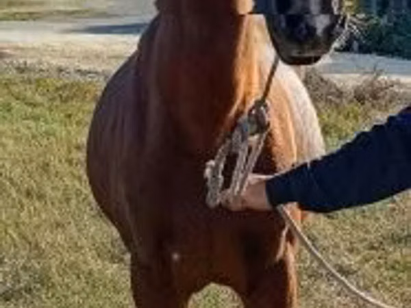 公马, Horses