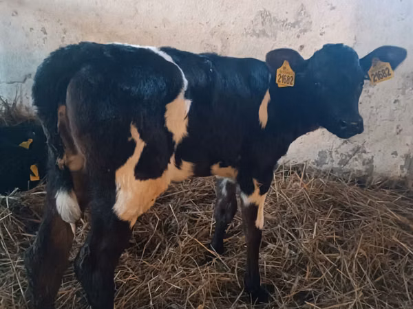 Cow, Russian Black pied cattle