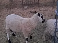 Wad, Cerry Hill sheep — sawirka 4