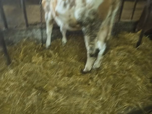 गाय, Simmental cattle