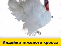 Chickens — 照片 2