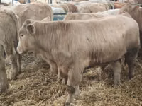 Ng'ombe (kikundi, jinsia haijatajwa), Simmental cattle — picha 2