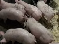 Pigs (batch, sex not specified) — photo 4