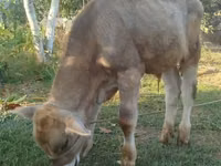 Bull, Swiss cattle — photo 4