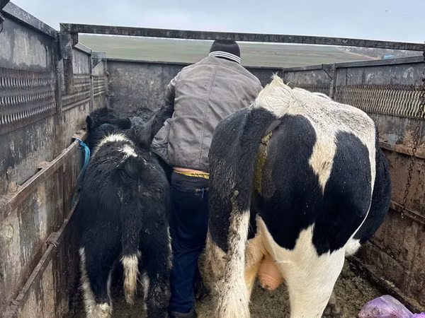 母牛, Russian Black pied cattle