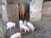 Boar, Pigs — photo 2