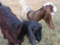 Goat, Damask goat — photo 2