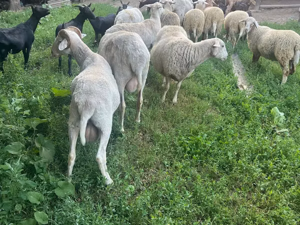 मेढ़ा, Assaf sheep