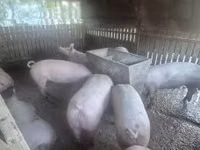 Cerda, Cerdos — foto 1