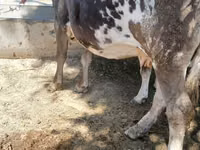 Cow, Alatau breed — photo 3