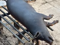 公猪, Pigs — 照片 1