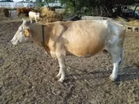 Vaca, Simmental cattle — foto 5