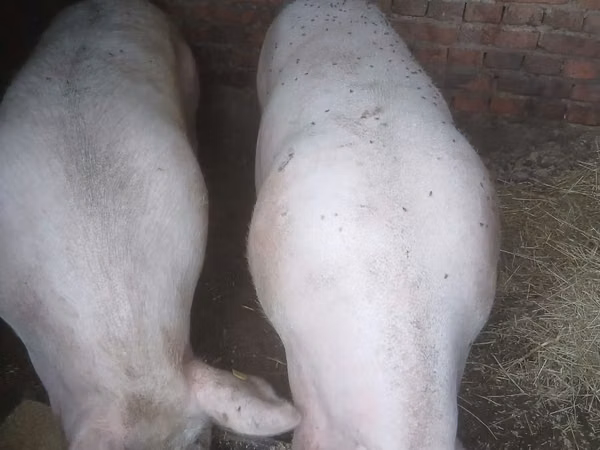Doofaar dhaddig, Pigs
