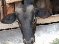 Toro, Swiss cattle — foto 1
