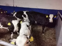 Toro, Russian Black pied cattle — foto 6
