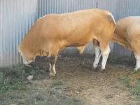 Toro, Blonde d’Aquitane cattle — foto 6