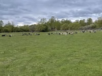 Oveja, Precoce sheep — foto 2