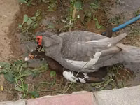 Ducks — الصورة 4