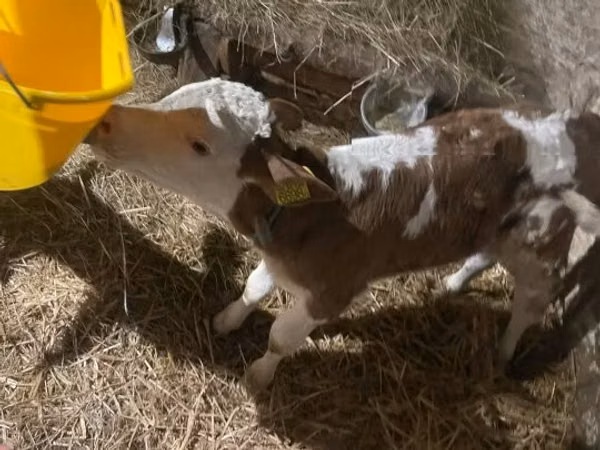 Bull, Hungarian Grey breed