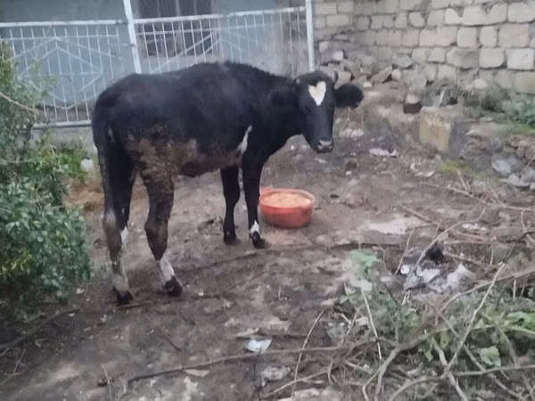 Dibi, Cattle