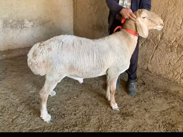 Carnero, Arashan sheep