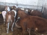Bovinos (lote, sexo no especificado), Simmental cattle — foto 1