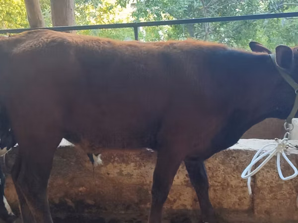 Vaca, Ganado vacuno