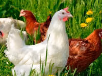 Chickens — 照片 7