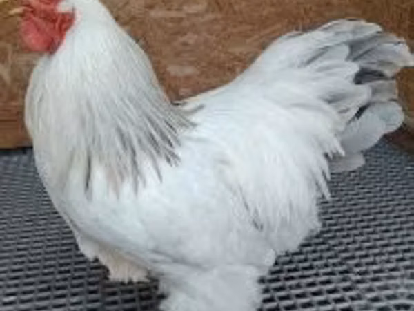 Brahma