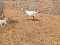 عنزة, Toggenburg goat — الصورة 2