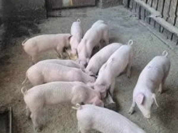 Cerdos (lote, sexo no especificado), 