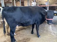 Cow, Holstein breed — photo 5