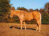 Horse (M), Quarter Horse — photo 5