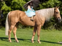 حصان, Palomino — الصورة 1