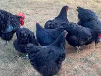 Australorp — photo 8