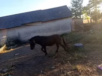 Caballo, Caballos — foto 6