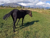 公马, Horses — 照片 5