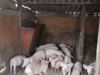 Nguruwe (kikundi, jinsia haijatajwa), Nguruwe — picha 2
