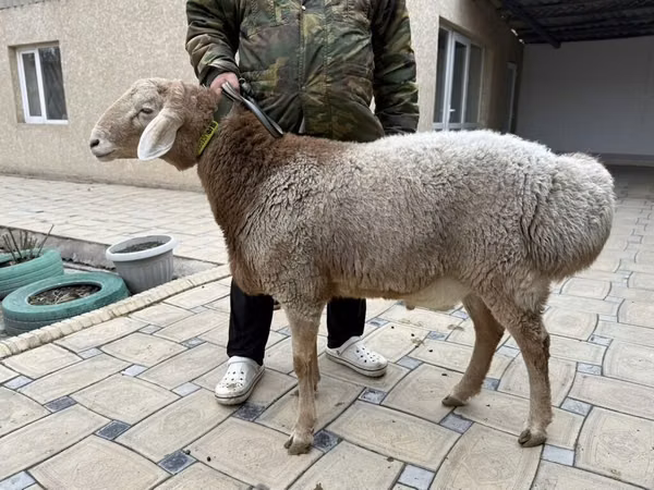 Ram, Sheep
