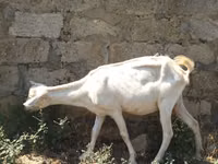 Mbuzi jike, Saanen goat — picha 2