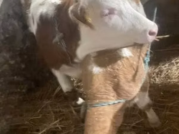 Cow, Simmental cattle