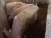 Boar, Pigs — photo 2