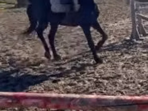 公马, Hungarian horse breed