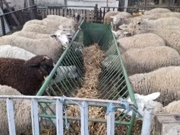 Овца, Иль-де-Франс овца
