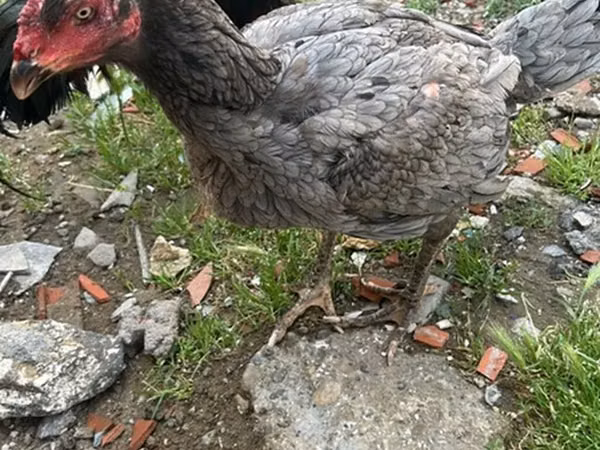 Guinea fowl