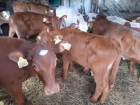 Bull, Simmental cattle — photo 1